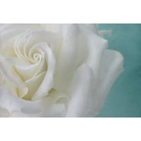 A fehér rózsa tisztasága Festés nyomtatás csomagolt vászonra
