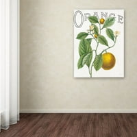 Védjegy Szépművészet 'Classic Citrus VI' vászon művészete: Sue Schlabach